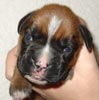 Tanyati T Litter