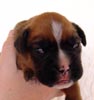 Tanyati T Litter
