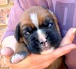 Tanyati T Litter