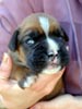 Tanyati T Litter