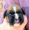 Tanyati T Litter
