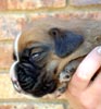 Tanyati T Litter