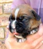 Tanyati T Litter