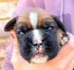 Tanyati T Litter