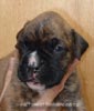 W Litter Plain Brindle Boy