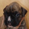 W Litter Plain Brindle Boy