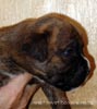 W Litter Plain Brindle Boy