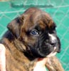 W Litter Plain Brindle Boy
