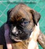 W Litter Plain Brindle Boy