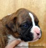 W Litter Flashy Brindle Boy