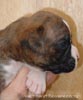 W Litter Flashy Brindle Boy