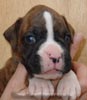 W Litter Flashy Brindle Boy