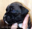 W Litter Brindle Girl