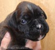 W Litter Brindle Girl