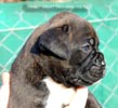W Litter Plain Brindle Girl
