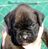 W Litter Plain Brindle Girl