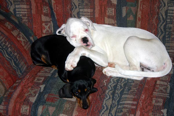White Boxer