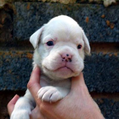 White Boxer Puppy