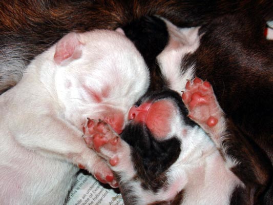 White Boxer Puppy