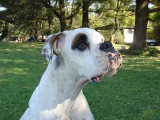 White Boxer Puppy