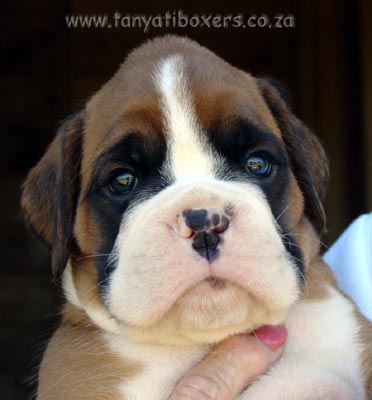 Tanyati Boxer Puppy