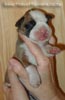 Tanyati Z Litter