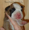 Tanyati Z Litter