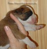 Tanyati Z Litter
