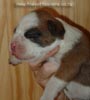 Tanyati Z Litter