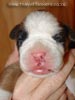 Tanyati Z Litter