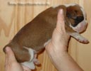 Tanyati Z Litter