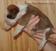 Tanyati Z Litter