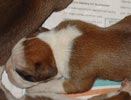 Tanyati Z Litter