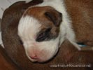 Tanyati Z Litter