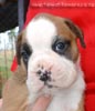 Tanyati Z Litter