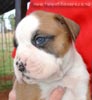 Tanyati Z Litter