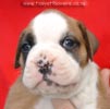 Tanyati Z Litter