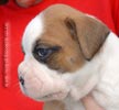Tanyati Z Litter