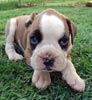 Tanyati Z Litter