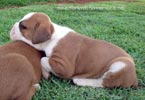 Tanyati Z Litter