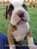 Tanyati Z Litter