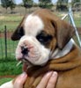 Tanyati Z Litter