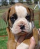 Tanyati Z Litter
