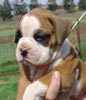 Tanyati Z Litter